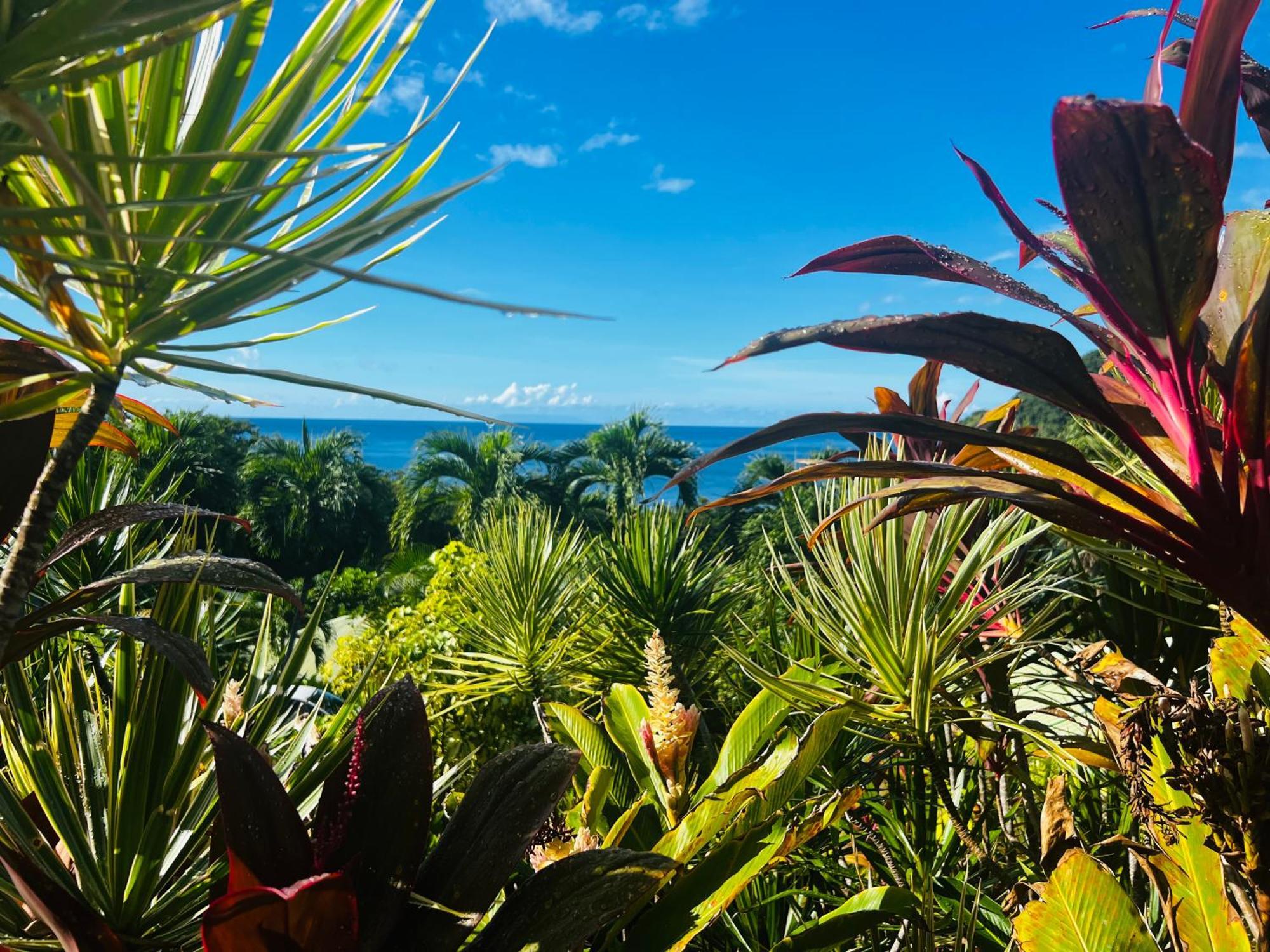 Vue Mer/3Beds/Piscine/Wifi/900 Metres De La Plage Deshaies Exterior photo